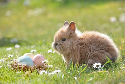 Hase mit Ostereiern im Gras
