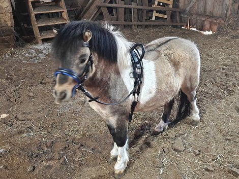 Susanne Massows Pony namens Peanut