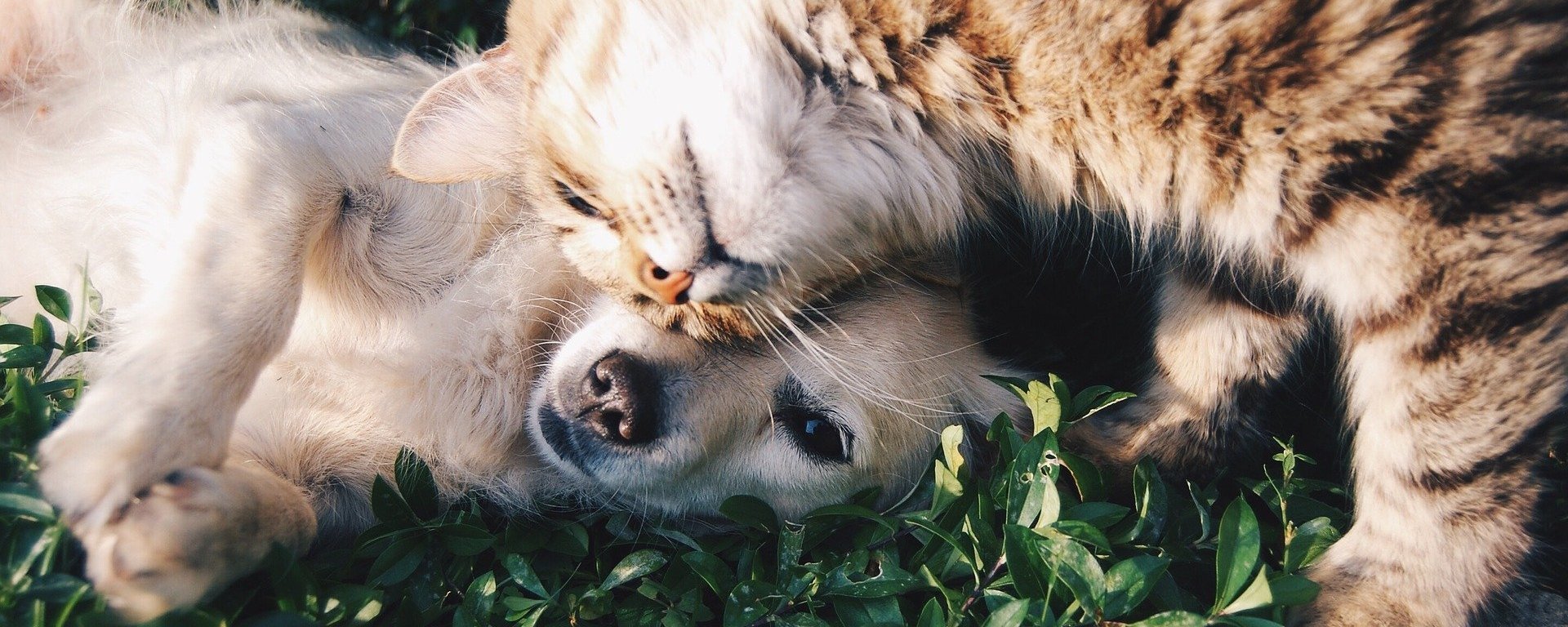 Hund und Katze