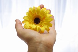Hand, welche eine gelbe Blume hält