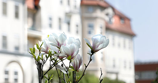 Blüten auf Strauch vor Altbau