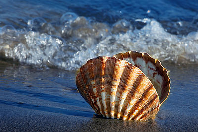 Muschel im Wasser