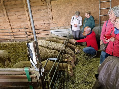 Ehrenamtliche im Stall beim Schafe streicheln