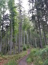 Waldbaden