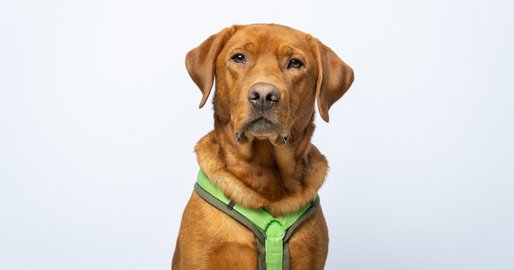 hellbrauner Therapiehund
