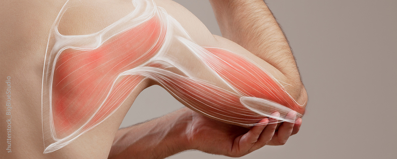 Schulter und Arm eines Mannes, grafisch dargestellte Muskelpartien