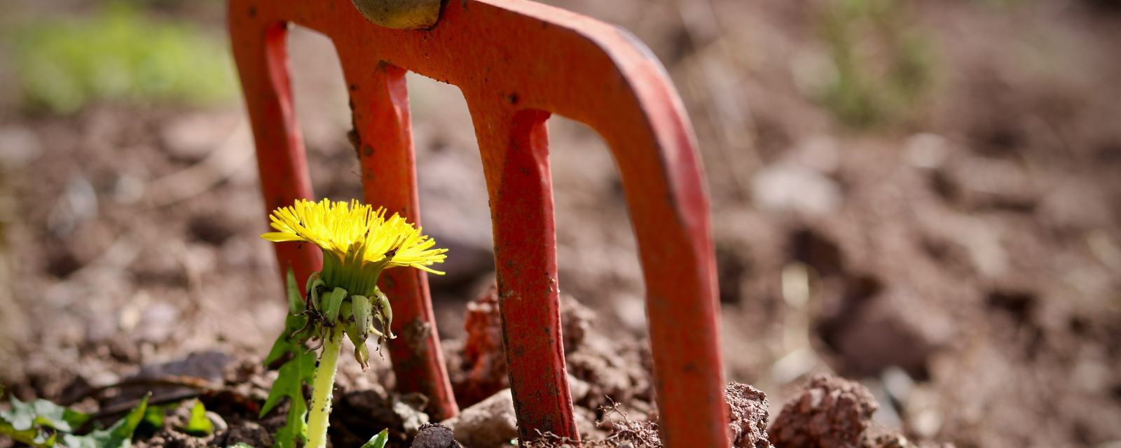 Blume mit Gartenwerkzeug